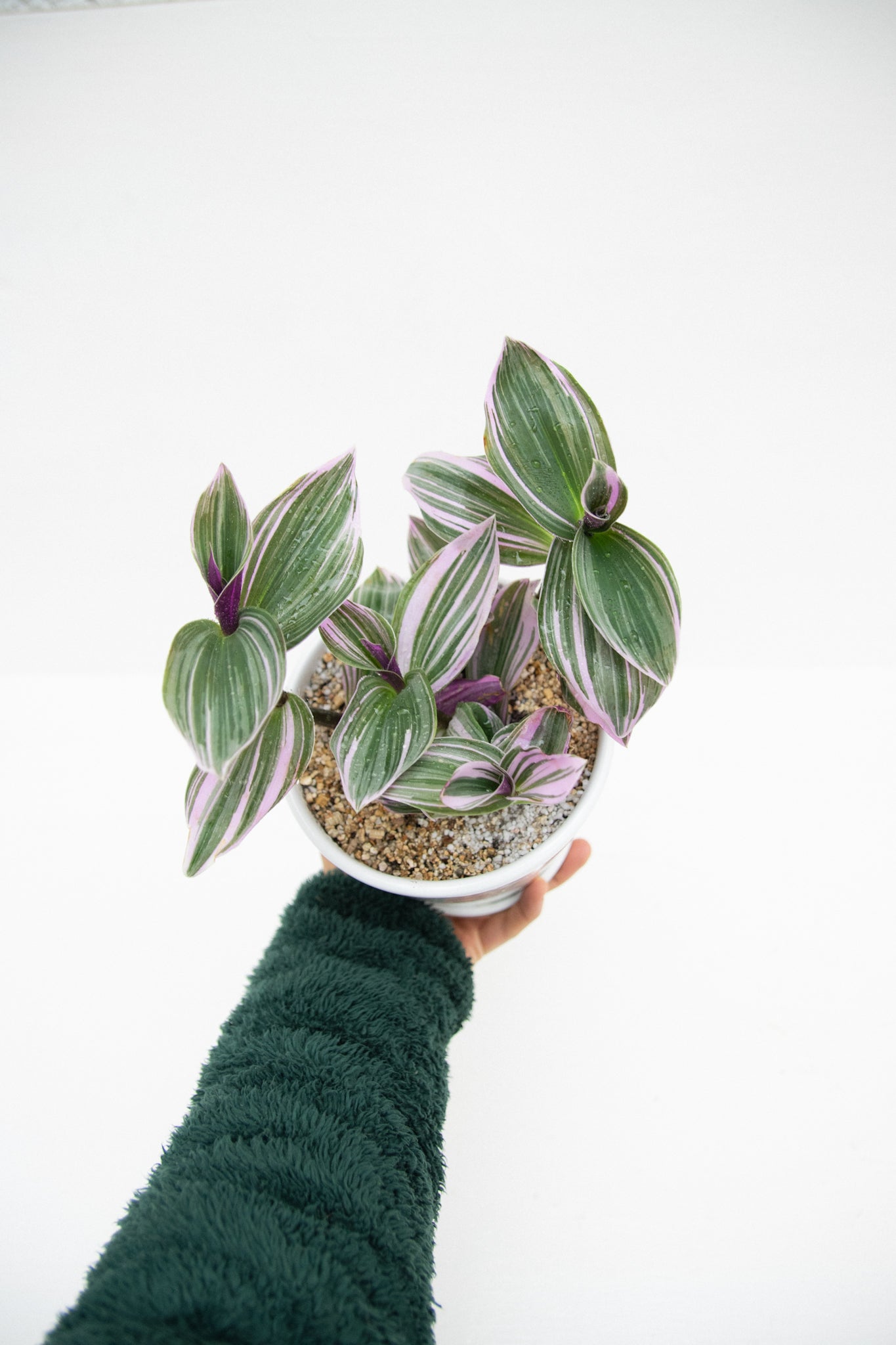 Tradescantia Nanouk Pink - Imagen 4