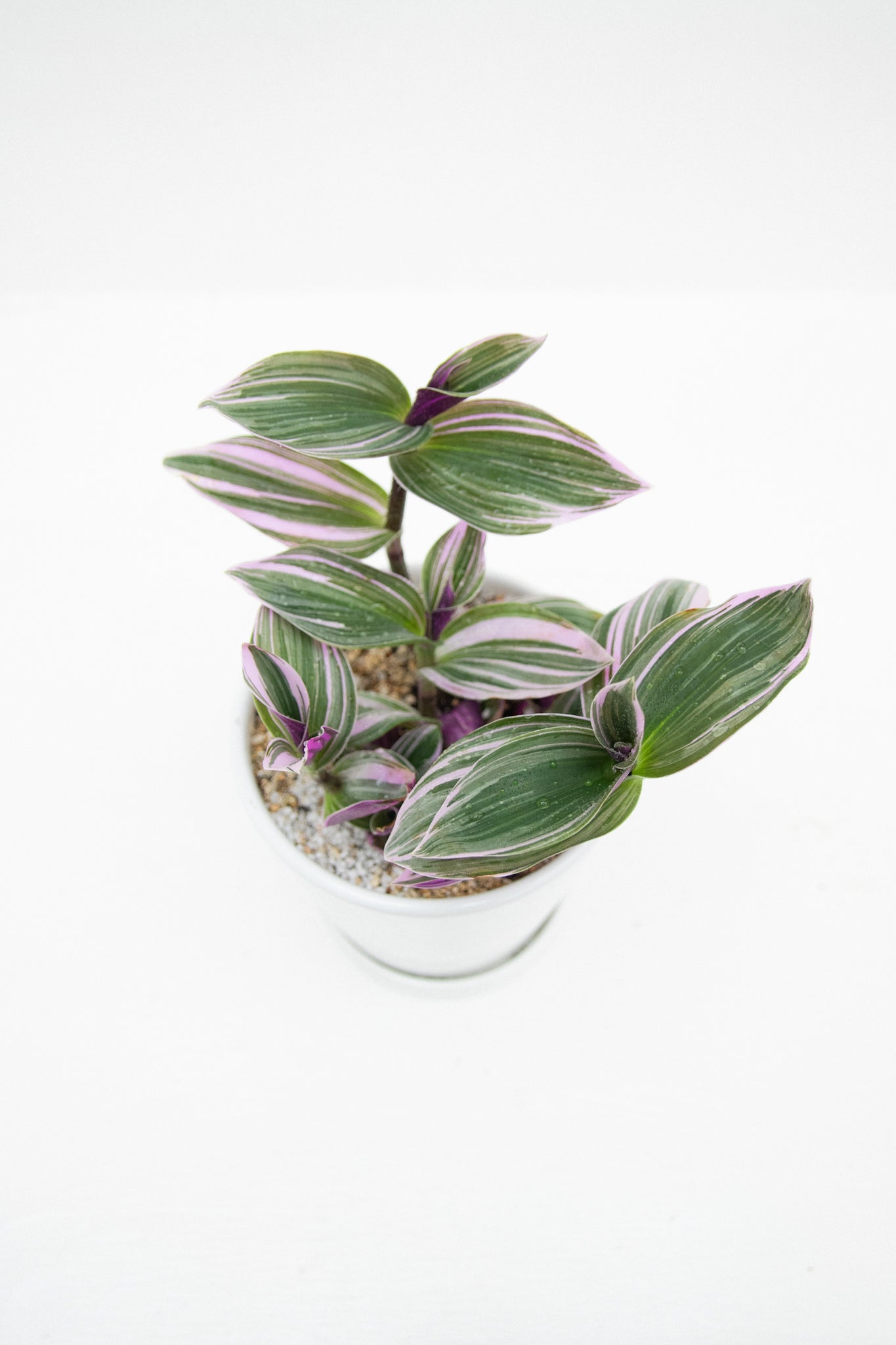 Tradescantia Nanouk Pink - Imagen 5