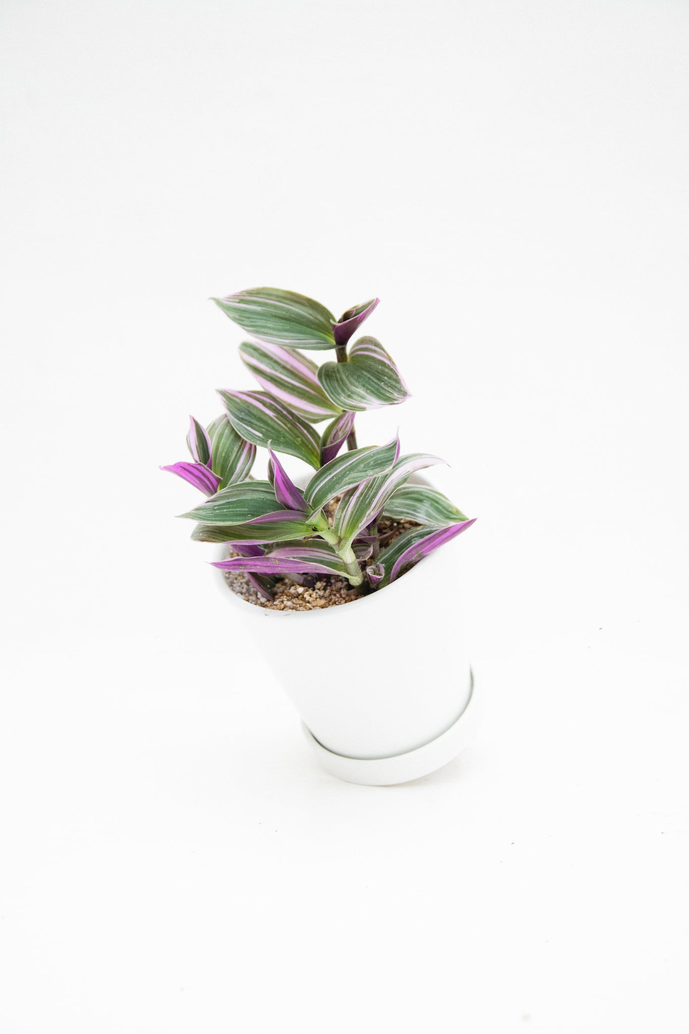 Tradescantia Nanouk Pink