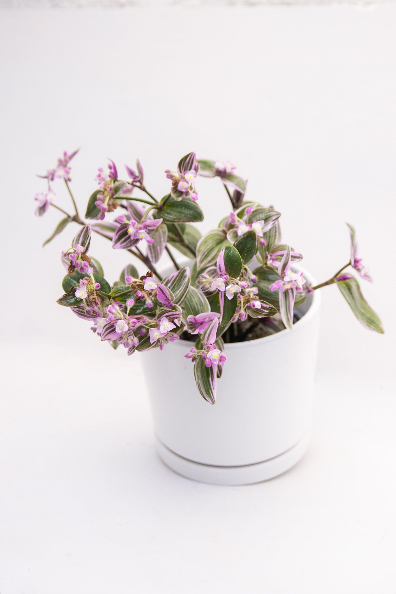 Tradescantia Nanouk Pink - Imagen 7