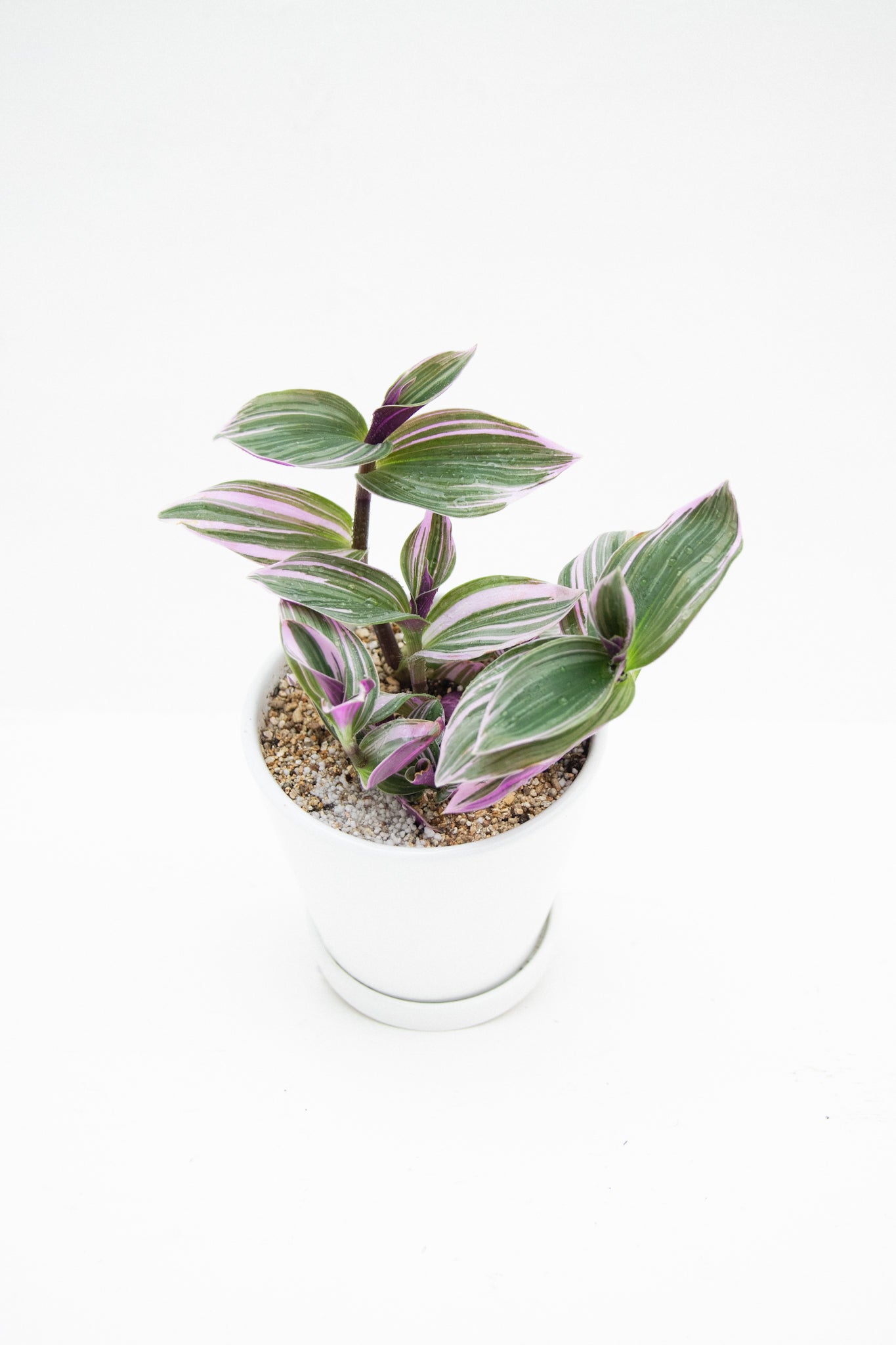 Tradescantia Nanouk Pink - Imagen 2