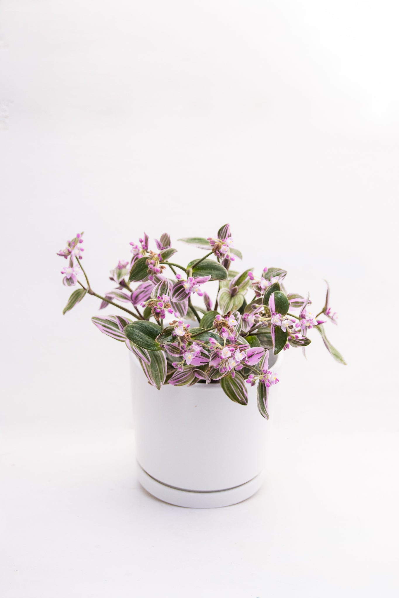 Tradescantia Nanouk Pink - Imagen 6