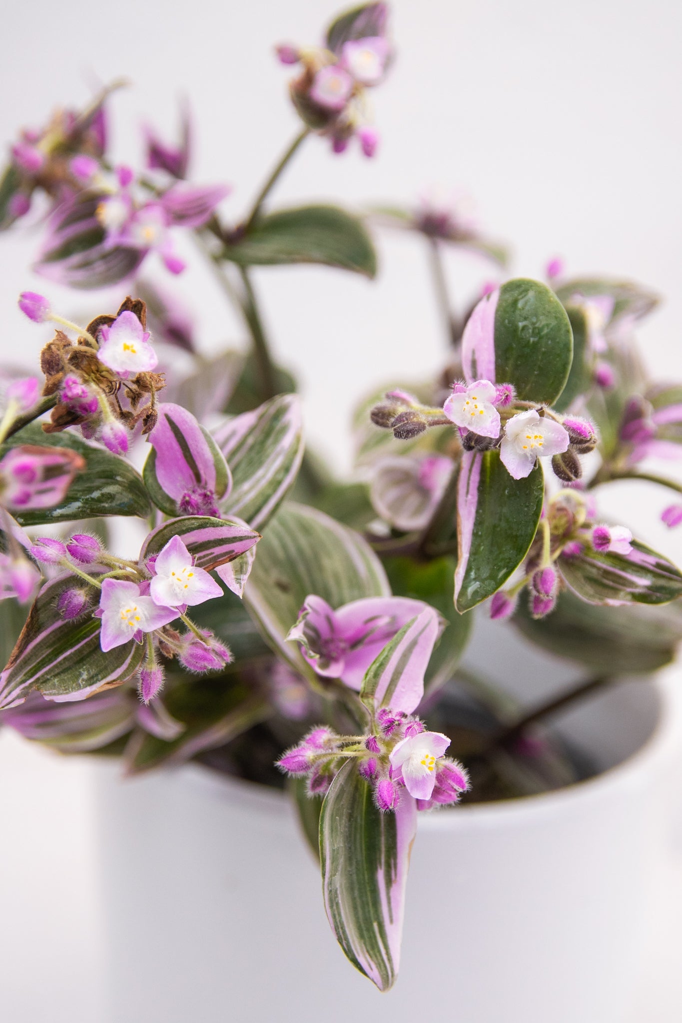 Tradescantia Nanouk Pink - Imagen 8