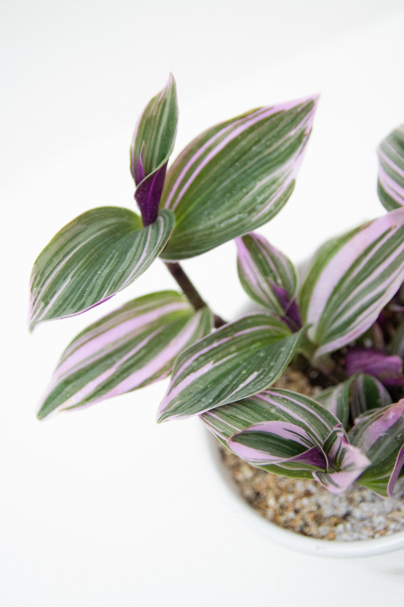 Tradescantia Nanouk Pink - Imagen 3