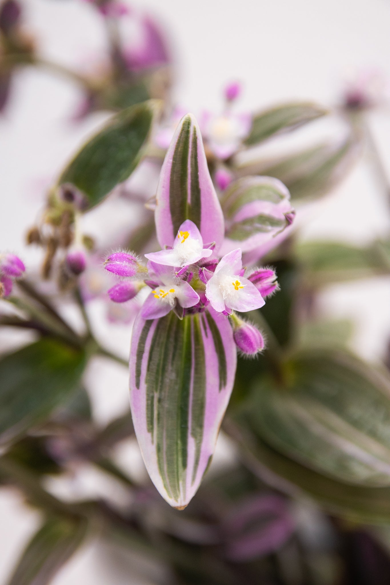 Tradescantia Nanouk Pink - Imagen 9