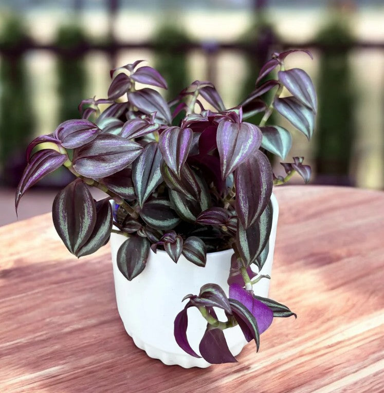 Tradescantia Zebrina
